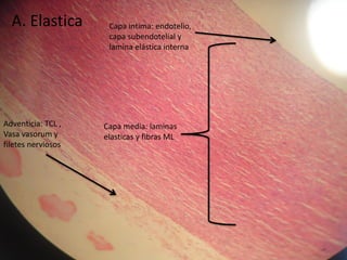 A. Elastica        Capa intima: endotelio,
                     capa subendotelial y
                     lamina elástica interna




Adventicia: TCL ,   Capa media: laminas
Vasa vasorum y      elasticas y fibras ML
filetes nerviosos
 