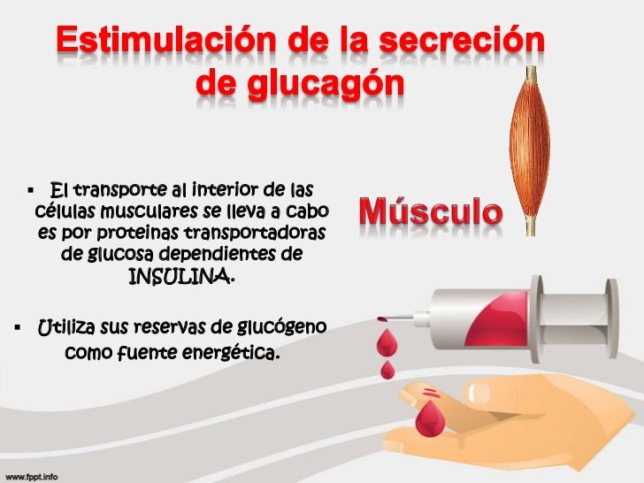 Efectos Metábolicos de la Insulina y el Glucagón Efectos Metábolicos de la Insulina y el Glucagón
