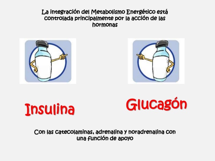Efectos Metabólicos de la Insulina y el Glucagon Efectos Metabólicos de la Insulina y el Glucagon