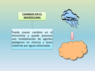 CAMBIOS EN EL
MICROCLIMA
Puede causar cambios en el
microclima y puede provocar
una multiplicación de agentes
patógenos en charcos y áreas
cubiertas por aguas estancadas.
 
