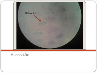 Osteocitos




Hueso 40x
 