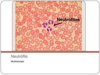 Neutrófilo
Multilobulado
 