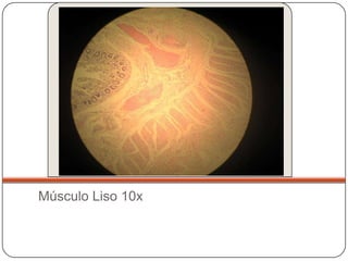 Músculo Liso 10x
 