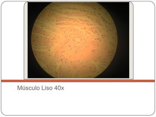 Músculo Liso 40x
 
