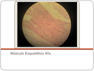 Músculo Esquelético 40x
 