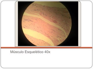 Músculo Esquelético 40x
 