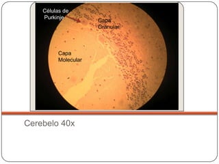 Células de
    Purkinje
                      Capa
                      Granular



          Capa
          Molecular




Cerebelo 40x
 