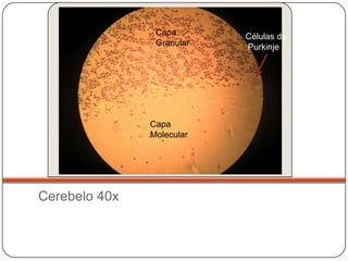 Capa       Células de
                Granular   Purkinje




               Capa
               Molecular




Cerebelo 40x
 