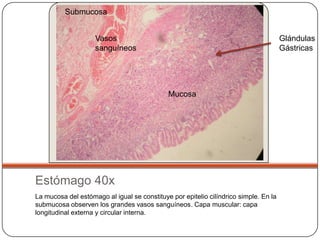 Submucosa


                    Vasos                                                             Glándulas
                    sanguíneos                                                        Gástricas




                                             Mucosa




Estómago 40x
La mucosa del estómago al igual se constituye por epitelio cilíndrico simple. En la
submucosa observen los grandes vasos sanguíneos. Capa muscular: capa
longitudinal externa y circular interna.
 