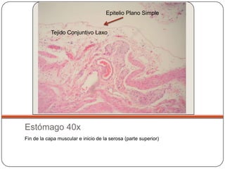 Epitelio Plano Simple


            Tejido Conjuntivo Laxo




Estómago 40x
Fin de la capa muscular e inicio de la serosa (parte superior)
 