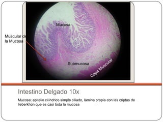 Mucosa

Muscular de
la Mucosa




                                      Submucosa




      Intestino Delgado 10x
      Mucosa: epitelio cilíndrico simple ciliado, lámina propia con las criptas de
      lieberkhün que es casi toda la mucosa
 