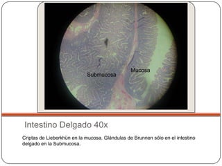 Mucosa
                            Submucosa




Intestino Delgado 40x
Criptas de Lieberkhün en la mucosa. Glándulas de Brunnen sólo en el intestino
delgado en la Submucosa.
 