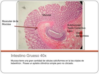 Mucosa

Muscular de la
Mucosa                                                          Submucosa/
                                                                Tejido Conectivo
                                                                Laxo
                                                                        Vasos
                                                                        sanguíneos




       Intestino Grueso 40x
       Mucosa tiene una gran cantidad de células caliciformes en la las criptas de
       lieberkhün. Posee un epitelio clilindrico simple pero no ciliciado.
 