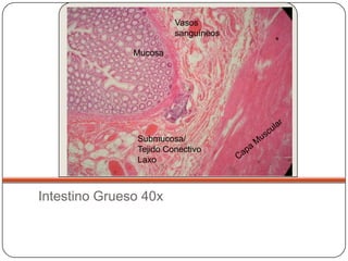 Vasos
                        sanguíneos

               Mucosa




               Submucosa/
               Tejido Conectivo
               Laxo



Intestino Grueso 40x
 