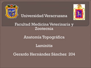 Universidad Veracruzana Facultad Medicina Veterinaria y Zootecnia Anatomía Topográfica Laminitis Gerardo Hernández Sánchez  204 