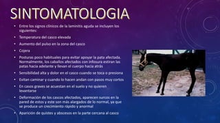 • Entre los signos clínicos de la laminitis aguda se incluyen los
siguientes:
• Temperatura del casco elevada
• Aumento del pulso en la zona del casco
• Cojera
• Posturas poco habituales para evitar apoyar la pata afectada.
Normalmente, los caballos afectados con infosura estiran las
patas hacia adelante y llevan el cuerpo hacia atrás
• Sensibilidad alta y dolor en el casco cuando se toca o presiona
• Evitan caminar y cuando lo hacen andan con pasos muy cortos
• En casos graves se acuestan en el suelo y no quieren
levantarse
• Deformación de los cascos afectados, aparecen surcos en la
pared de estos y este son más alargados de lo normal, ya que
se produce un crecimiento rápido y anormal
• Aparición de quistes y abscesos en la parte cercana al casco
 