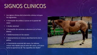 • Los signos clínicos de la laminitis crónica incluyen
los siguientes:
• • Formación de anillos o surcos en la pared del
casco
• • Andar anormal
• • Formación de seromas o abscesos en la línea
blanca
• • Deformaciones en los cascos:
• • Aplanamiento en incluso abombamiento de la
palma
• • Crecimiento anormal del casco, los talones
crecen más rápido que el resto del casco, y el casco
toma la apariencia de “las zapatillas de Aladín”
 