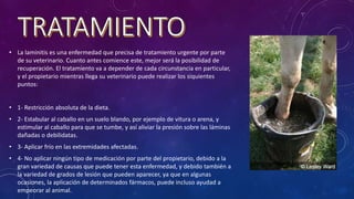 • La laminitis es una enfermedad que precisa de tratamiento urgente por parte
de su veterinario. Cuanto antes comience este, mejor será la posibilidad de
recuperación. El tratamiento va a depender de cada circunstancia en particular,
y el propietario mientras llega su veterinario puede realizar los siquientes
puntos:
• 1- Restricción absoluta de la dieta.
• 2- Estabular al caballo en un suelo blando, por ejemplo de vitura o arena, y
estimular al caballo para que se tumbe, y así aliviar la presión sobre las láminas
dañadas o debilidatas.
• 3- Aplicar frío en las extremidades afectadas.
• 4- No aplicar ningún tipo de medicación por parte del propietario, debido a la
gran variedad de causas que puede tener esta enfermedad, y debido también a
la variedad de grados de lesión que pueden aparecer, ya que en algunas
ocasiones, la aplicación de determinados fármacos, puede incluso ayudad a
empeorar al animal.
 