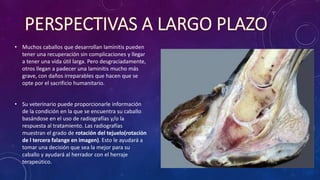 • Muchos caballos que desarrollan laminitis pueden
tener una recuperación sin complicaciones y llegar
a tener una vida útil larga. Pero desgraciadamente,
otros llegan a padecer una laminitis mucho más
grave, con daños irreparables que hacen que se
opte por el sacrificio humanitario.
• Su veterinario puede proporcionarle información
de la condición en la que se encuentra su caballo
basándose en el uso de radiografías y/o la
respuesta al tratamiento. Las radiografías
muestran el grado de rotación del tejuelo(rotación
de l tercera falange en imagen). Esto le ayudará a
tomar una decisión que sea la mejor para su
caballo y ayudará al herrador con el herraje
terapeútico.
 