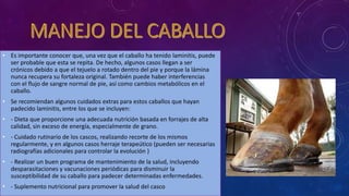 • Es importante conocer que, una vez que el caballo ha tenido laminitis, puede
ser probable que esta se repita. De hecho, algunos casos llegan a ser
crónicos debido a que el tejuelo a rotado dentro del pie y porque la lámina
nunca recupera su fortaleza original. También puede haber interferencias
con el flujo de sangre normal de pie, así como cambios metabólicos en el
caballo.
• Se recomiendan algunos cuidados extras para estos caballos que hayan
padecido laminitis, entre los que se incluyen:
• - Dieta que proporcione una adecuada nutrición basada en forrajes de alta
calidad, sin exceso de energía, especialmente de grano.
• - Cuidado rutinario de los cascos, realizando recorte de los mismos
regularmente, y en algunos casos herraje terapeútico (pueden ser necesarias
radiografías adicionales para controlar la evolución )
• - Realizar un buen programa de mantenimiento de la salud, incluyendo
desparasitaciones y vacunaciones periódicas para disminuir la
susceptibilidad de su caballo para padecer determinadas enfermedades.
• - Suplemento nutricional para promover la salud del casco
 
