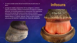 • El casco cumple varias de las funciones de una piel sana, es
decir,
• protege los tejidos subyacentes de los patógenos, contiene
órganos sensoriales y limita el movimiento de agua en cualquier
dirección. Su función protectora es claramente más importante
que en otras partes del cuerpo porque está en contacto
constante con el suelo, un entorno que con frecuencia contiene
objetos filosos y / o duros. Además, tiene un único función
estructural DE SOSTEN Y SOPORTE DEL PESO DEL ANIMALES
 