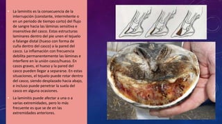 • La laminitis es la consecuencia de la
interrupción (constante, intermitente o
en un periodo de tiempo corto) del flujo
de sangre hacia las láminas sensitiva e
insensitiva del casco. Estas estructuras
laminares dentro del pie unen el tejuelo
o falange distal (hueso con forma de
cuña dentro del casco) a la pared del
casco. La inflamación con frecuencia
debilita permanentemente las láminas e
interfiere en la unión casco/hueso. En
casos graves, el hueso y la pared del
casco pueden llegar a separarse. En estas
situaciones, el tejuelo puede rotar dentro
del casco, siendo desplazado hacia abajo,
e incluso puede penetrar la suela del
casco en alguna ocasiones.
• La laminitis puede afectar a una o a
varias extremidades, pero lo más
frecuente es que se de en las
extremidades anteriores.
 