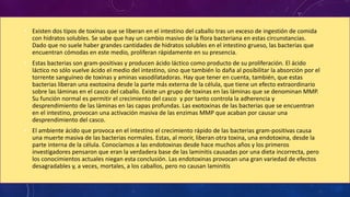 • Existen dos tipos de toxinas que se liberan en el intestino del caballo tras un exceso de ingestión de comida
con hidratos solubles. Se sabe que hay un cambio masivo de la flora bacteriana en estas circunstancias.
Dado que no suele haber grandes cantidades de hidratos solubles en el intestino grueso, las bacterias que
encuentran cómodas en este medio, proliferan rápidamente en su presencia.
• Estas bacterias son gram-positivas y producen ácido láctico como producto de su proliferación. El ácido
láctico no sólo vuelve ácido el medio del intestino, sino que también lo daña al posibilitar la absorción por el
torrente sanguíneo de toxinas y aminas vasodilatadoras. Hay que tener en cuenta, también, que estas
bacterias liberan una exotoxina desde la parte más externa de la célula, que tiene un efecto extraordinario
sobre las láminas en el casco del caballo. Existe un grupo de toxinas en las láminas que se denominan MMP.
Su función normal es permitir el crecimiento del casco y por tanto controla la adherencia y
desprendimiento de las láminas en las capas profundas. Las exotoxinas de las bacterias que se encuentran
en el intestino, provocan una activación masiva de las enzimas MMP que acaban por causar una
desprendimiento del casco.
• El ambiente ácido que provoca en el intestino el crecimiento rápido de las bacterias gram-positivas causa
una muerte masiva de las bacterias normales. Estas, al morir, liberan otra toxina, una endotoxina, desde la
parte interna de la célula. Conocíamos a las endotoxinas desde hace muchos años y los primeros
investigadores pensaron que eran la verdadera base de las laminitis causadas por una dieta incorrecta, pero
los conocimientos actuales niegan esta conclusión. Las endotoxinas provocan una gran variedad de efectos
desagradables y, a veces, mortales, a los caballos, pero no causan laminitis.
 