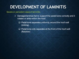 Severeor persistent casesof laminitis:
 Damagedlaminae fail to support the pedal bone correctly and it
rotates or sinks within the hoof.
 Pedal bone separates uniformly around the hoof wall
(sinking)
 Pedal bone only separates at the front of the hoof wall
(Rotation)
DEVELOPMENT OF LAMINITIS
 