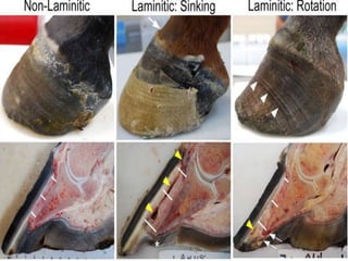 Laminitis IN EQUINES