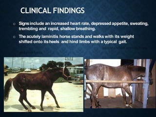 o Signsinclude an increased heart rate, depressed appetite, sweating,
trembling and rapid, shallow breathing.
o Theacutely laminitis horse stands and walks with its weight
shifted onto itsheels and hind limbs with atypical gait.
CLINICAL FINDINGS
 