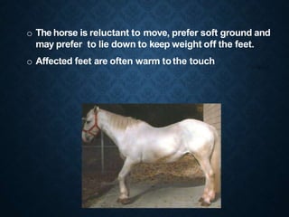 o The horse is reluctant to move, prefer soft ground and
may prefer to lie down to keep weight off the feet.
o Affected feet are often warm tothe touch
 
