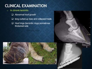 CLINICAL EXAMINATION
o In chroniclaminitis
 Abnormal hoof growth
 long curled-up toes and collapsedheels
 Hoof rings (laminitic rings) sometimes
thickened sole
 