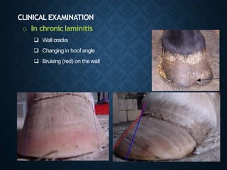 CLINICAL EXAMINATION
o In chroniclaminitis
 Wall cracks
 Changingin hoof angle
 Bruising (red) on the wall
 