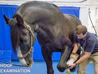 Laminitis IN EQUINES