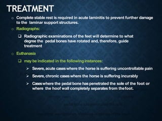 TREATMENT
o Complete stable rest is required in acute laminitis to prevent further damage
to the laminar support structures.
o Radiographs:
 Radiographic examinations of the feet will determine to what
degree the pedal bones have rotated and, therefore, guide
treatment
o Euthanasia
 may be indicated in the followinginstances:
 Severe, acute caseswhere the horse is suffering uncontrollable pain
 Severe, chronic caseswhere the horse is suffering incurably
 Caseswhere the pedal bone haspenetrated the sole of the foot or
where the hoof wall completely separates from thefoot.
 