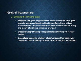 Goals of Treatmentare:
 Eliminate the initiating cause
 Excessivelush grassor grain intake: Horseis removed from grass
or grain source and laxatives (liquid paraffin, mineral oil) are
administered to remove intestinal toxins. Smallquantities of hay
and plenty of drinking water areprovided
 Excessiveweight bearing on leg: Lamenessaffecting other leg is
treated.
 Generalizedtoxaemia, pituitary gland tumours: Diarrhoea, liver
disease, or other initiating causeof toxin production are treated
 