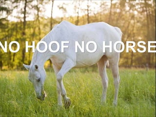 NO HOOF NO HORSE
 
