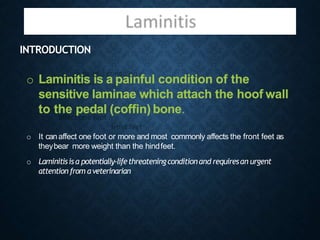 INTRODUCTION
o Laminitis is a painful condition of the
sensitive laminae which attach the hoof wall
to the pedal (coffin) bone.
o It can affect one foot or more and most commonly affects the front feet as
theybear more weight than the hindfeet.
o Laminitisisa potentially-lifethreateningconditionand requiresan urgent
attention from aveterinarian
 