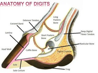 Laminitis IN EQUINES