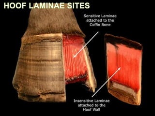 Laminitis IN EQUINES