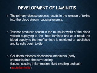 o The primary disease process results in the release of toxins
into the bloodstream causing toxemia.
o Toxemia produces spasm in the muscular walls of the blood
vessels supplying to the hoof laminae and as a result the
blood supply to the hoof laminae is restricted or abolished
and its cells begin to die.
o Cell death releases biochemical mediators (body
chemicals) into the surrounding
tissues, causing inflammation, fluid swelling and pain
(acute laminitis).
DEVELOPMENT OF LAMINITIS
 