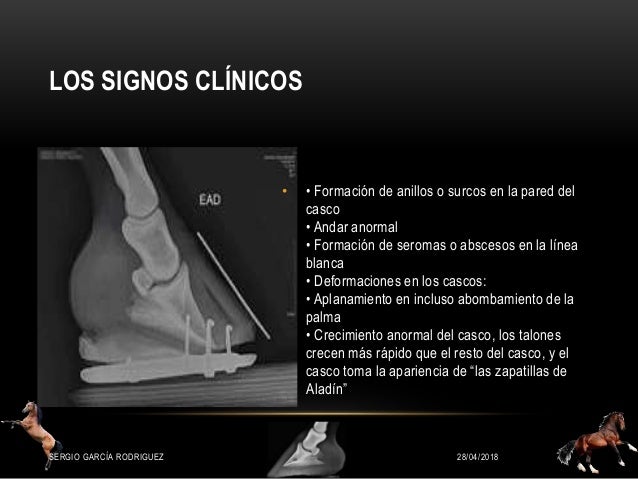 Caso Clinico De Laminitis En Equinos