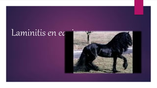 Laminitis en equinos
 