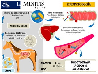 Muerte de bacterias Gram ( - )
Endotoxinas
LPS
Desbalance bacteriano
+Síntesis de proteínas
+Acido Láctico
Daño mucosa cecal
Paso de acido láctico y
endotoxinas
Derivación arteriovenosa
Disminución perfusión hepática
Daño hepatocelular
ACIDODIS CECAL
- TIAMINA ENDOTOXEMIA
ACIDOSIS
METABOLICA
CHOS
LAMINITISE q u i n a
FISIOPATOLOGÍA
- HCO3
LDH
AC. Pirúvico
 