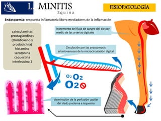 catecolaminas
prostaglandinas
(tromboxano y
prostaciclina)
histamina
serotonina
caquectina
interleucina 1
LAMINITISE q u i n a
FISIOPATOLOGÍA
Endotoxemia: respuesta inflamatoria libera mediadores de la inflamación
Incremento del flujo de sangre del pie por
medio de las arterias digitales
disminución de la perfusión capilar
del dedo y edema e isquemia
Circulación por las anastomosis
arteriovenosas de la microcirculación digital
 