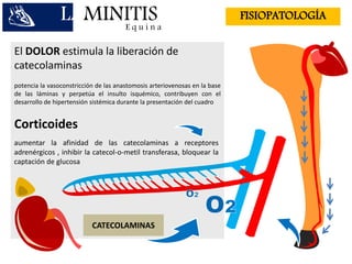 LAMINITISE q u i n a
FISIOPATOLOGÍA
El DOLOR estimula la liberación de
catecolaminas
potencia la vasoconstricción de las anastomosis arteriovenosas en la base
de las láminas y perpetúa el insulto isquémico, contribuyen con el
desarrollo de hipertensión sistémica durante la presentación del cuadro
Corticoides
CATECOLAMINAS
aumentar la afinidad de las catecolaminas a receptores
adrenérgicos , inhibir la catecol-o-metil transferasa, bloquear la
captación de glucosa
 