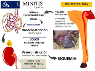 Daño vasos
sanguíneos
Secuestro de volumen
digestivo o uterino
Sistema RAAS
Retención de agua y
sodio
VOLUMEN
PLASMÁTICO
SISTEMA
YUXTAGLOMERULAR
LAMINITISE q u i n a
FISIOPATOLOGÍA
Respuesta simpático
adrenal
ISQUEMIA
RENINA
ALDOSTERONA
Vasoconstricción
hipertensión
DOLOR
Vasoconstricción
disminución de la perfusión renal
 