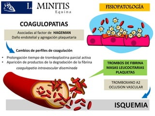 LAMINITISE q u i n a
FISIOPATOLOGÍA
COAGULOPATIAS
Asociadas al factor de HAGEMAN
Daño endotelial y agregación plaquetaria
Cambios de perfiles de coagulación
• Prolongación tiempo de tromboplastina parcial activa
• Aparición de productos de la degradación de la fibrina TROMBOS DE FIBRINA
MASAS LEUCOCITARIAS
PLAQUETAS
TROMBOXANO A2
OCLUSION VASCULAR
ISQUEMIA
coagulopatia intravascular diseminada
 