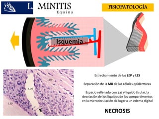 LAMINITISE q u i n a
FISIOPATOLOGÍA
Isquemia
Estrechamiento de las LEP y LES
Separación de la MB de las células epidérmicas
Espacio rellenado con gas y liquido tisular, la
desviación de los líquidos de los compartimentos
en la microcirculación da lugar a un edema digital
NECROSIS
 