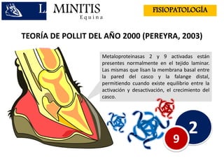 LAMINITISE q u i n a
FISIOPATOLOGÍA
TEORÍA DE POLLIT DEL AÑO 2000 (PEREYRA, 2003)
Metaloproteinasas 2 y 9 activadas están
presentes normalmente en el tejido laminar.
Las mismas que lisan la membrana basal entre
la pared del casco y la falange distal,
permitiendo cuando existe equilibrio entre la
activación y desactivación, el crecimiento del
casco.
29
 